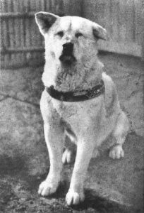 hachiko3